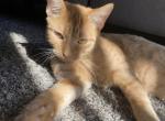 Olive - Domestic Cat For Adoption - 