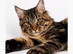 Koa - Maine Coon Kitten For Sale - 