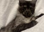Ophelia - Maine Coon Kitten For Sale - Arcadia&comma; FL&comma; US
