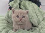 Marigold X Sir Hazelnut - British Shorthair Kitten For Sale - Henderson&comma; NV&comma; US