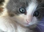 Blueboy - Persian Kitten For Sale - Temecula&comma; CA&comma; US