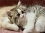 Patootie Dollface Persian - Persian Kitten For Sale - Temecula&comma; CA&comma; US