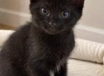 Romeo - Domestic Kitten For Sale - 