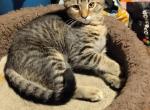 Tabby One - Domestic Kitten For Sale - Springfield&comma; MA&comma; US