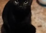 Inky - Domestic Kitten For Sale - Springfield&comma; MA&comma; US
