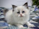Morag - Ragdoll Kitten For Sale - Tuscaloosa&comma; AL&comma; US
