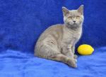 Lemon - British Shorthair Kitten For Sale - Bridgewater&comma; VA&comma; US