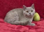 Pear - British Shorthair Kitten For Sale - Bridgewater&comma; VA&comma; US