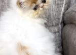 Persian females - Persian Kitten For Sale - Ontario&comma; NY&comma; US