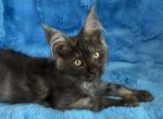 Stormy - Maine Coon Kitten For Sale - Dresden&comma; OH&comma; US