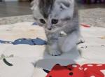 Rocky - Scottish Fold Kitten For Sale - Apollo Beach&comma; FL&comma; US