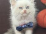 Male floppy cat kitten ragdoll - Ragdoll Kitten For Sale - 