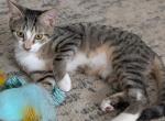 Sassafras AKA Sassy - Domestic Kitten For Adoption - Fort Pierce&comma; FL&comma; US