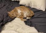 Tormund - Domestic Cat For Adoption - Philadelphia&comma; PA&comma; US