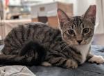 Sherlock Holmes Tabby Tuxedo Kittens - Bengal Kitten For Adoption - 