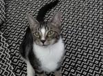 Sherlock Holmes Tabby Tuxedo Kittens - Bengal Kitten For Adoption - Fort Pierce&comma; FL&comma; US