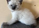 Bod - Siamese Kitten For Sale - Conger&comma; IA&comma; US