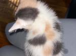 Calico Turkish angoras - Domestic Kitten For Sale - 