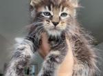 Coco Luna Milo Simba Bella - Maine Coon Kitten For Sale - San Francisco&comma; CA&comma; US