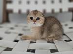 Sonia - Scottish Fold Kitten For Sale - Levittown&comma; PA&comma; US