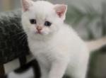 Sonic - Scottish Straight Kitten For Sale - Levittown&comma; PA&comma; US