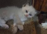 Purrito - Ragdoll Kitten For Sale - Bigmount&comma; PA&comma; US