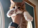 CoJack - Maine Coon Kitten For Sale - Gregory&comma; MI&comma; US