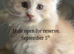 Michigan - Maine Coon Kitten For Sale - Flint&comma; MI&comma; US