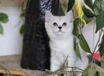Sugar - Scottish Straight Kitten For Sale - Chicago&comma; IL&comma; US