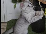 Sky - Scottish Straight Kitten For Sale - Chicago&comma; IL&comma; US