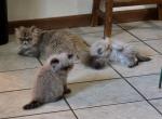 Rayne's Himalayan's - Himalayan Kitten For Sale - Greenville&comma; OH&comma; US
