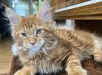 Creamsicle Litter - Maine Coon Kitten For Sale - Palmer&comma; MA&comma; US