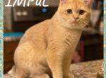 iMPUL - British Shorthair Cat For Sale - Elverson&comma; PA&comma; US