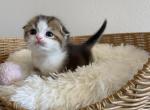 Girl Scottish Fold kitten - Scottish Fold Kitten For Sale - 