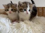 Girl Scottish Straight kitten - Scottish Straight Kitten For Sale - 