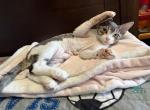 Hotpot - Devon Rex Kitten For Sale - Newark&comma; CA&comma; US