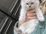 Sampson - Ragdoll Kitten For Sale - 