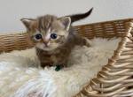 Chocolate Marble Scottish kitten - Scottish Straight Kitten For Sale - 