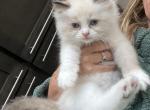 Stellla - Ragdoll Kitten For Sale - San Diego&comma; CA&comma; US