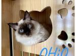 OHiO - Ragdoll Cat For Sale - Elverson&comma; PA&comma; US