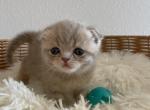 Beige Scottish Fold kitten - Scottish Fold Kitten For Sale - Tacoma&comma; WA&comma; US