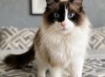 Zander the Ragdoll - Ragdoll Cat For Sale - 