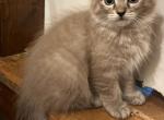 Mink seal lynx - Ragdoll Kitten For Sale - Rochester&comma; NY&comma; US