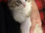 Mink seal lynx bicolor - Ragdoll Kitten For Sale - Rochester&comma; NY&comma; US