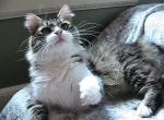Scotty Siberian - Siberian Cat For Sale - AL&comma; US