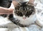 Scotty Siberian - Siberian Kitten For Sale - AL&comma; US