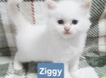 Ragdoll kittens - Ragdoll Kitten For Sale - Attica&comma; MI&comma; US