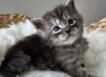 Male Mainecoon kittens - Maine Coon Kitten For Sale - Attica&comma; MI&comma; US