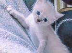 Pure Bred Lynx Point Siamese Kittens - Siamese Kitten For Sale - Houston&comma; TX&comma; US