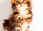 Maine coon Male - Maine Coon Kitten For Sale - Staten Island&comma; NY&comma; US